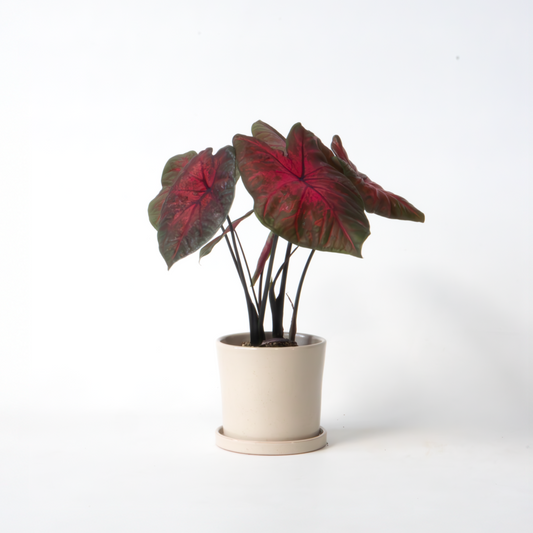 Florastore Kaladium - Caladium 'Postman Joyner' - Höjd 25-40Cm - ⌀12Cm
