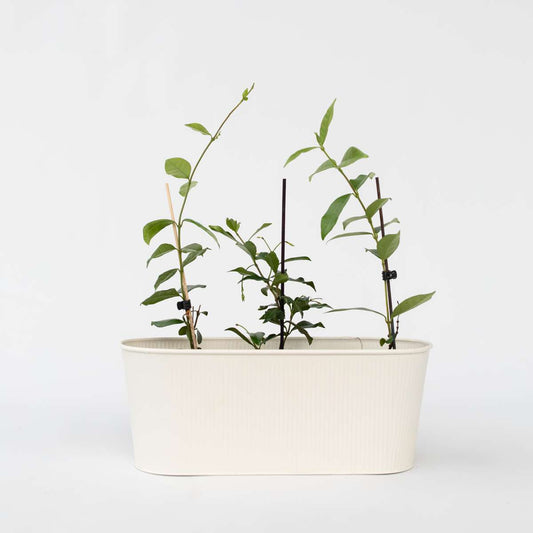 Florastore Toskansk Jasmin - Set Om 6 - Trachelospermum Jasminoides - Höjd 25-40Cm - ⌀9Cm