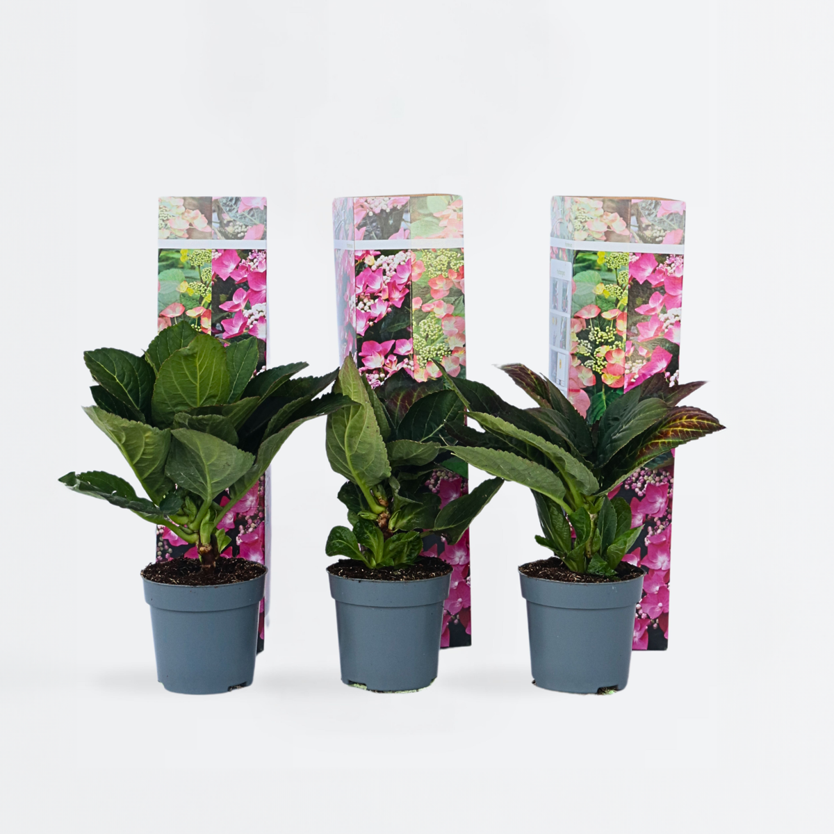Florastore Hortensia - Set Om 6 - Hydrangea Macrophylla - Höjd 25-40Cm - ⌀9Cm