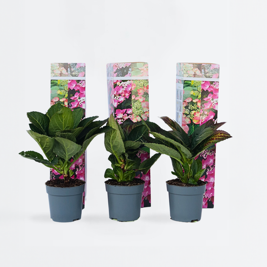 Florastore Hortensia - Set Om 6 - Hydrangea Macrophylla - Höjd 25-40Cm - ⌀9Cm