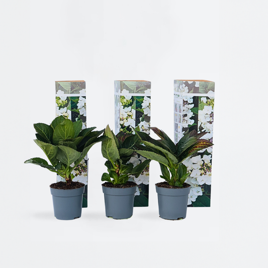 Florastore Hortensia - Set Om 6 - Hydrangea Macrophylla Teller - Höjd 25-40Cm - ⌀9Cm
