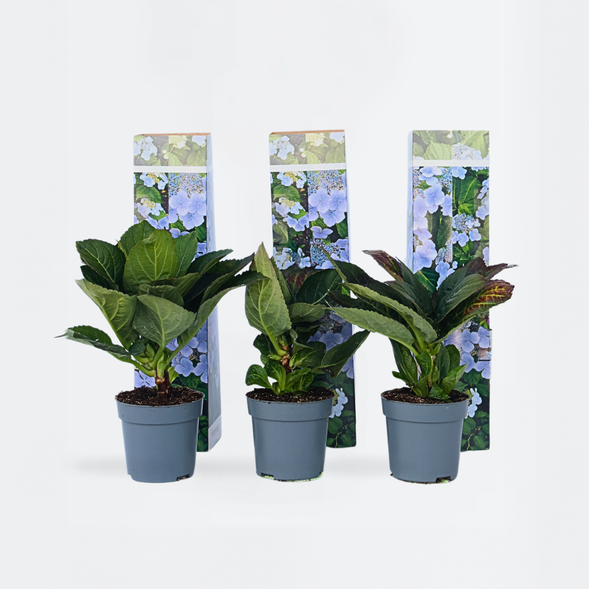 Florastore Hortensia - Set Om 6 - Hydrangea Macrophylla Teller - Höjd 25-40Cm - ⌀9Cm