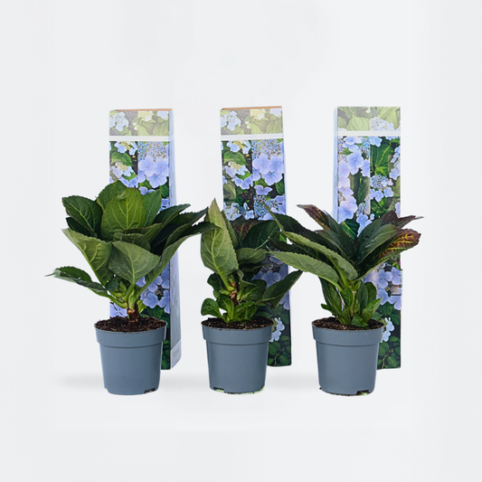 Florastore Hortensia - Set Om 6 - Hydrangea Macrophylla Teller - Höjd 25-40Cm - ⌀9Cm