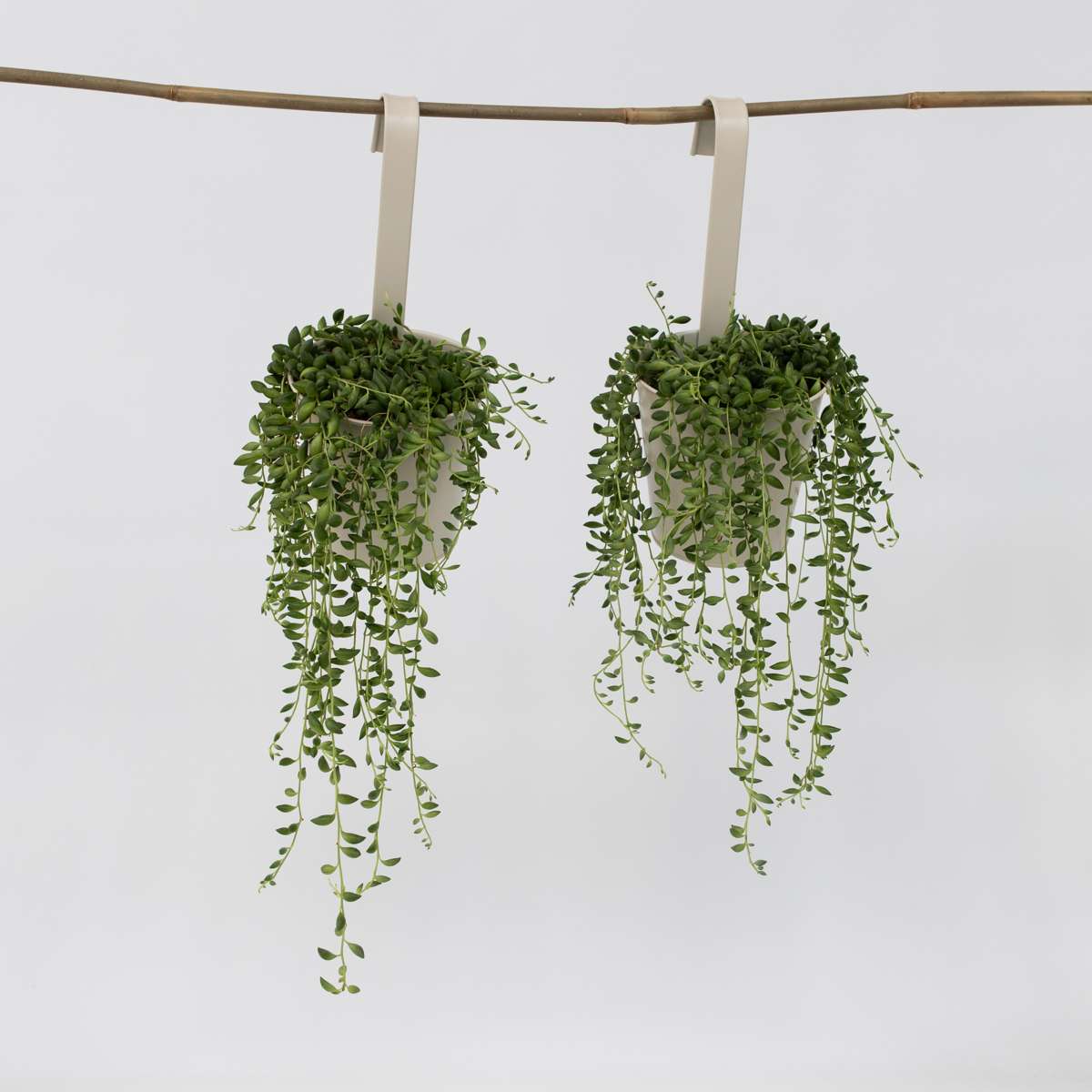 Florastore Pärlsnöre - Set Om 2 - Senecio Rowleyanus - Höjd 10-20Cm - ⌀12Cm