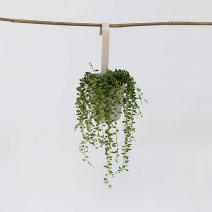 Hanging Plants Pärlsnöre - Senecio Rowleyanus - Höjd 10-20Cm - ⌀12Cm