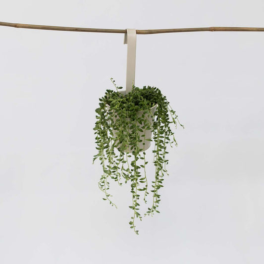 Hanging Plants Pärlsnöre - Senecio Rowleyanus - Höjd 10-20Cm - ⌀12Cm