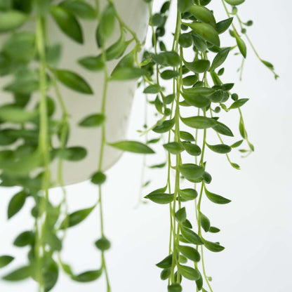 Hanging Plants Pärlsnöre - Senecio Rowleyanus - Höjd 10-20Cm - ⌀12Cm