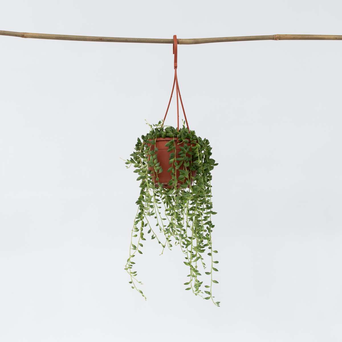 Hanging Plants Pärlsnöre - Senecio Rowleyanus - Höjd 10-20Cm - ⌀12Cm