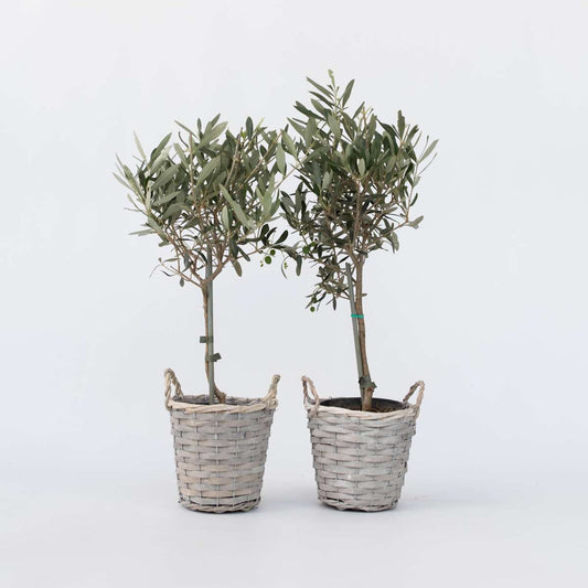 Florastore Olivträd - Set Om 2 - Olea Europaea - Höjd 50-60Cm - ⌀14Cm