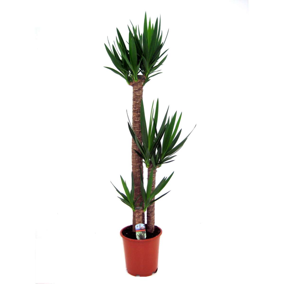 Florastore Jättepalmlilja - Yucca Elephantipes - Höjd 150-170Cm - ⌀27Cm