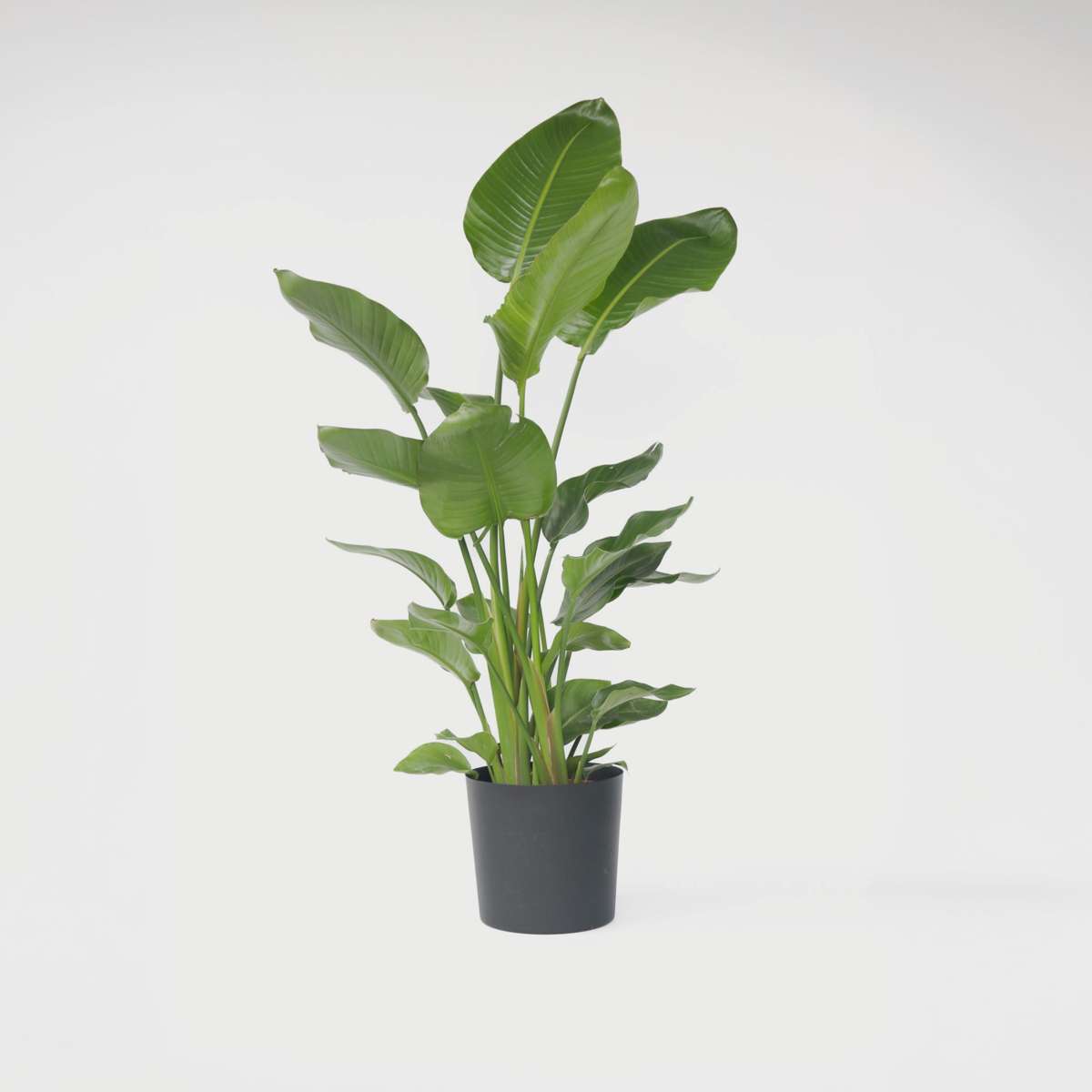 Florastore Vit Papegojblomma - Strelitzia Nicolai - Höjd 150-170Cm - ⌀28Cm