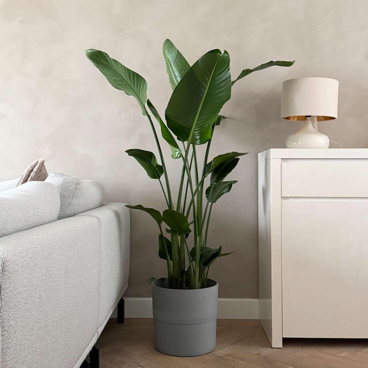 Strelitzia Vit Papegojblomma - Strelitzia Nicolai - Höjd 150-170Cm - ⌀28Cm