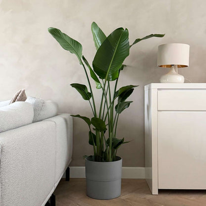 Strelitzia Vit Papegojblomma - Strelitzia Nicolai - Höjd 150-170Cm - ⌀28Cm