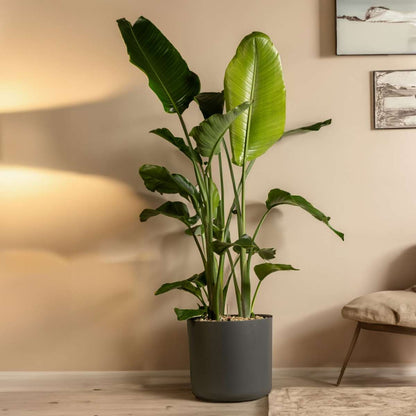 Strelitzia Vit Papegojblomma - Strelitzia Nicolai - Höjd 150-170Cm - ⌀28Cm
