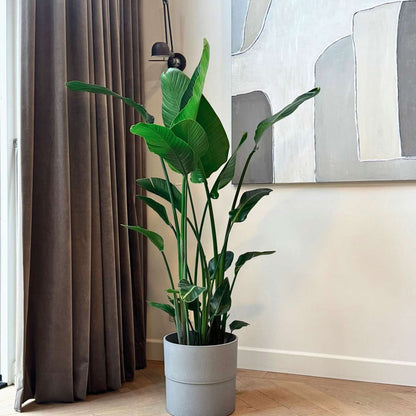 Strelitzia Vit Papegojblomma - Strelitzia Nicolai - Höjd 150-170Cm - ⌀28Cm