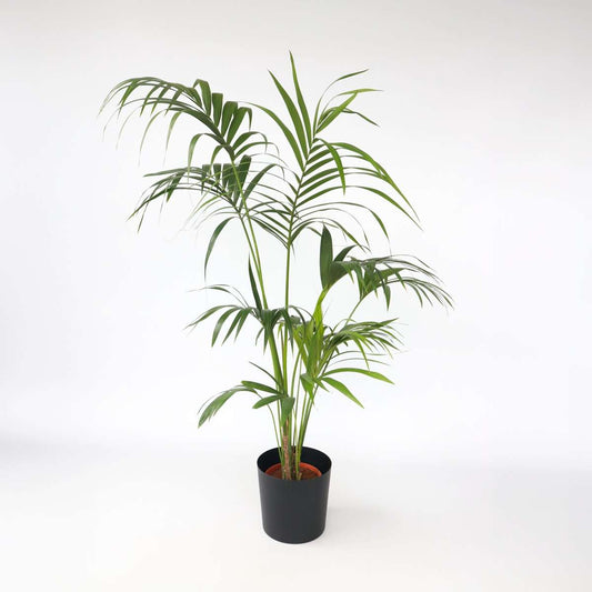 Florastore Förmakspalm - Howea Forsteriana - Höjd 150-170Cm - ⌀24Cm