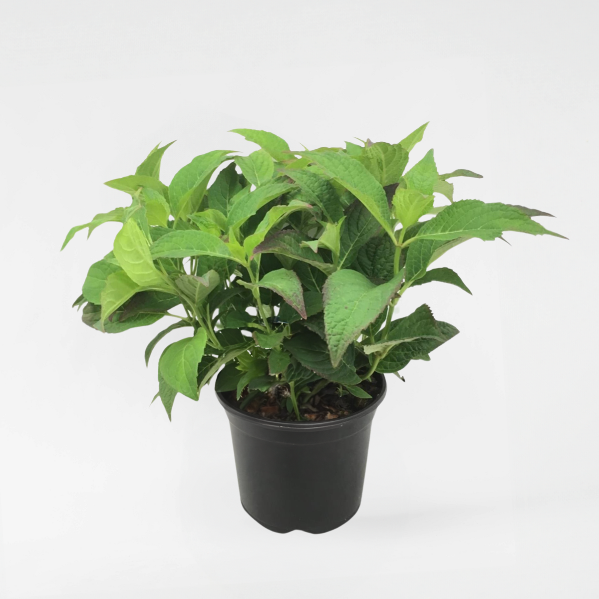 Florastore Hortensia - Hydrangea Serrata 'Summerglow' - Höjd 25-40Cm - ⌀19Cm