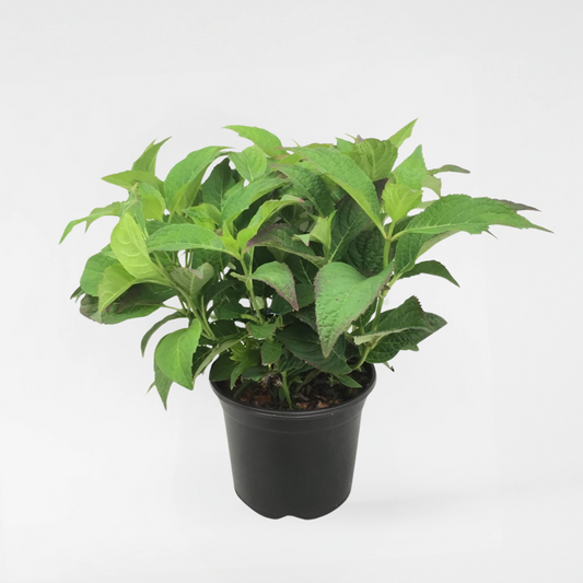 Florastore Hortensia - Hydrangea Serrata 'Summerglow' - Höjd 25-40Cm - ⌀19Cm