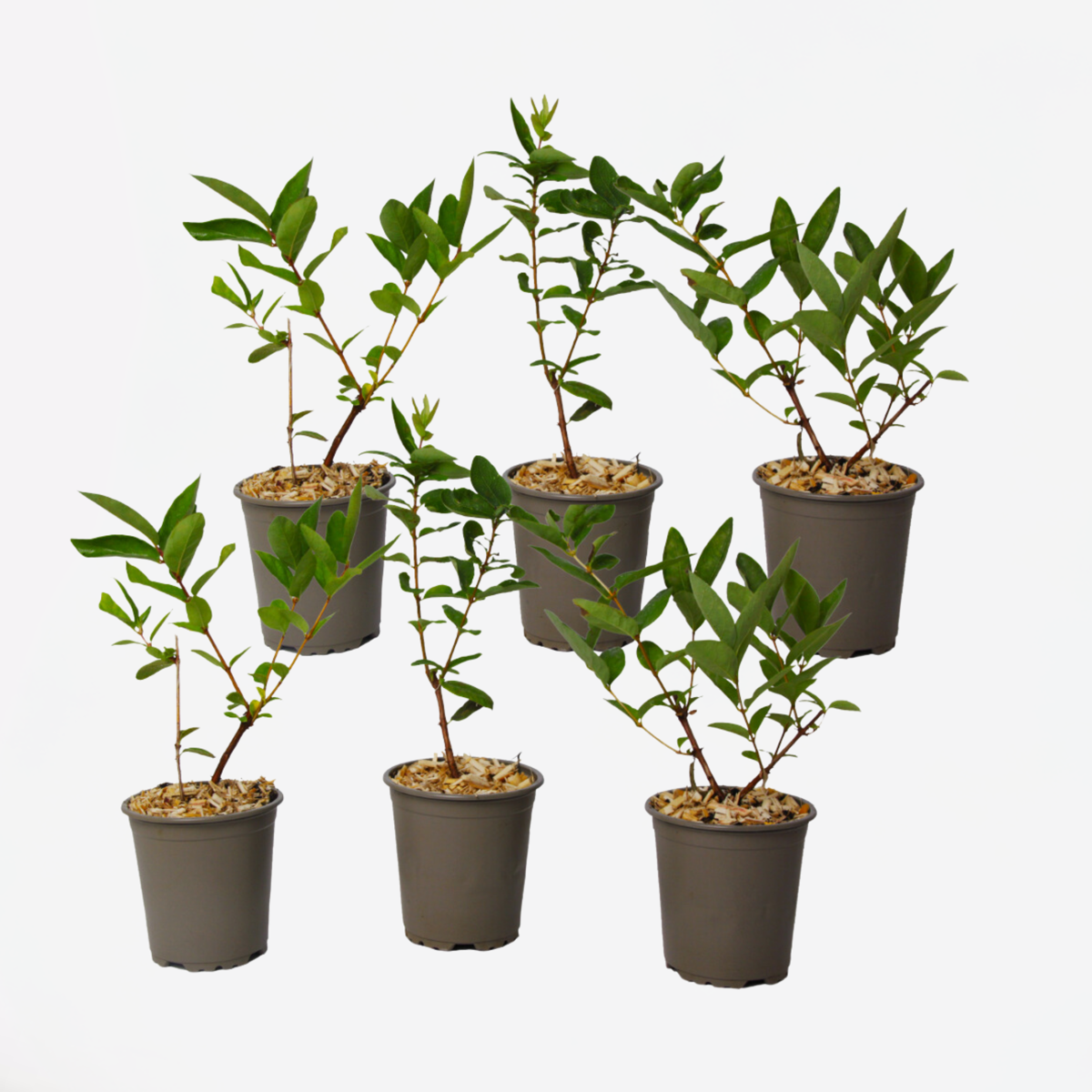 Florastore Honungsbär - Set Om 6 - Lonicera Kamtchatica - Höjd 25-40Cm - ⌀9Cm