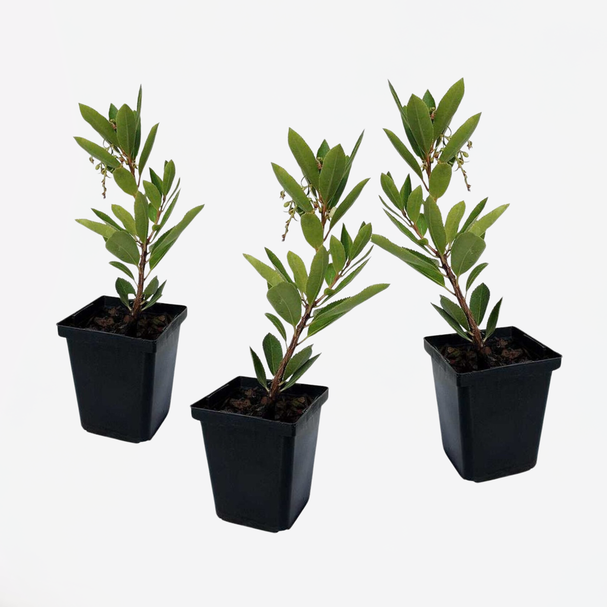 Florastore Jordgubbsplanta - Set Om 3 - Arbutus 'Unedo' - Höjd 25-40Cm - ⌀9Cm