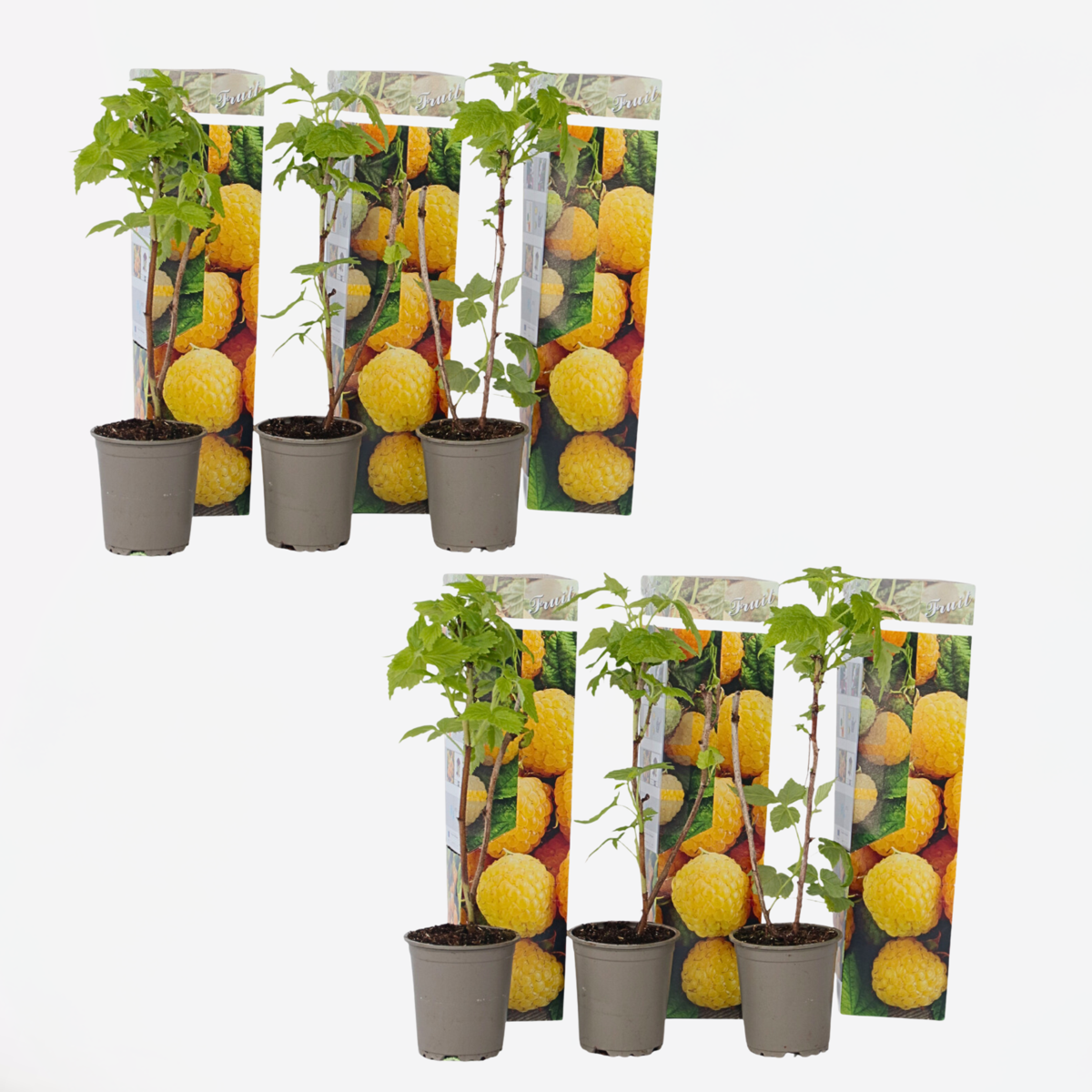 Florastore Hallonväxt - Set Om 6 - Rubus Idaeus 'Fallgold' - Höjd 25-40Cm - ⌀9Cm