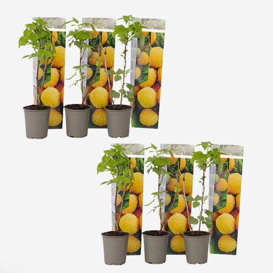 Florastore Hallonväxt - Set Om 6 - Rubus Idaeus 'Fallgold' - Höjd 25-40Cm - ⌀9Cm