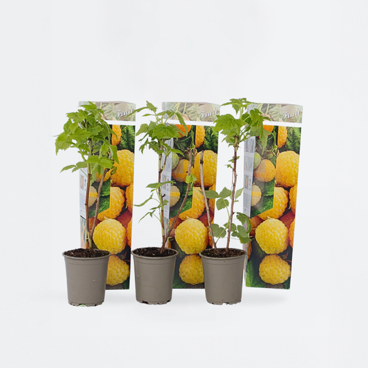 Florastore Hallonväxt - Set Om 3 - Rubus Idaeus 'Fallgold' - Höjd 25-40Cm - ⌀9Cm