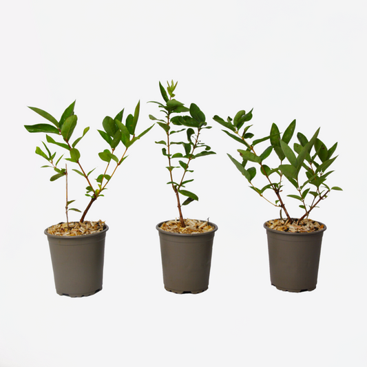 Florastore Honungsbär - Set Om 3 - Lonicera Kamtchatica - Höjd 25-40Cm - ⌀9Cm