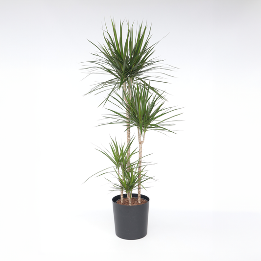 Dracaena Banddracena - Dracaena Marginata - Höjd 150-160Cm - ⌀27Cm