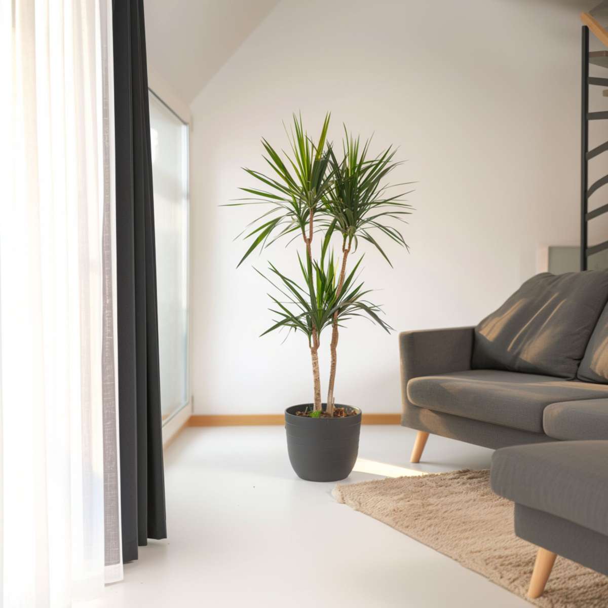 Dracaena Banddracena - Dracaena Marginata - Höjd 150-160Cm - ⌀27Cm