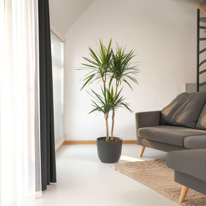 Dracaena Banddracena - Dracaena Marginata - Höjd 150-160Cm - ⌀27Cm