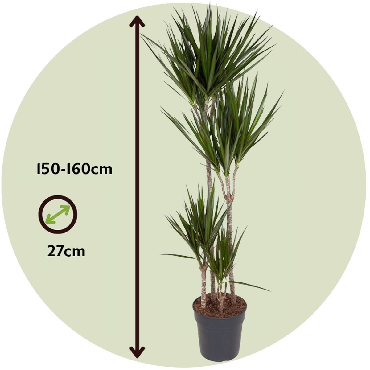 Dracaena Banddracena - Dracaena Marginata - Höjd 150-160Cm - ⌀27Cm