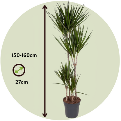 Dracaena Banddracena - Dracaena Marginata - Höjd 150-160Cm - ⌀27Cm