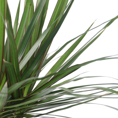 Dracaena Banddracena - Dracaena Marginata - Höjd 150-160Cm - ⌀27Cm