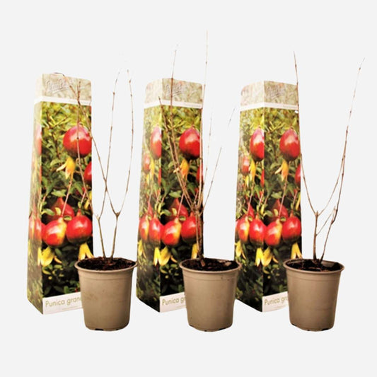 Florastore Granatäpple - Set Om 3 - Punica Granatum - Höjd 25-40Cm - ⌀9Cm