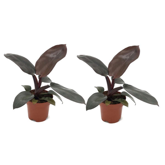 Florastore Filodendron - Set Om 2 - Philodendron 'Black Cardinal' - Höjd 20-30Cm - ⌀12Cm