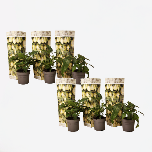 Florastore Päronmelon - Set Om 6 - Solanum Muricatum 'Pepino Gold' - Höjd 25-40Cm - ⌀9Cm