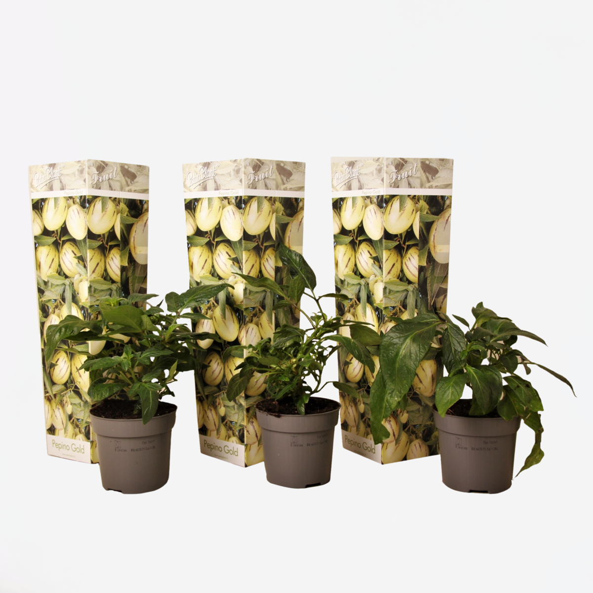 Florastore Päronmelon - Set Om 3 - Solanum Muricatum 'Pepino Gold' - Höjd 25-40Cm - ⌀9Cm