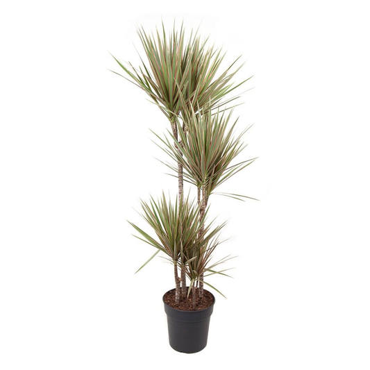 Florastore Banddracena - Dracaena Marginata 'Bicolor' - Höjd 140-150Cm - ⌀27Cm