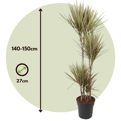 Dracaena Banddracena - Dracaena Marginata 'Bicolor' - Höjd 140-150Cm - ⌀27Cm