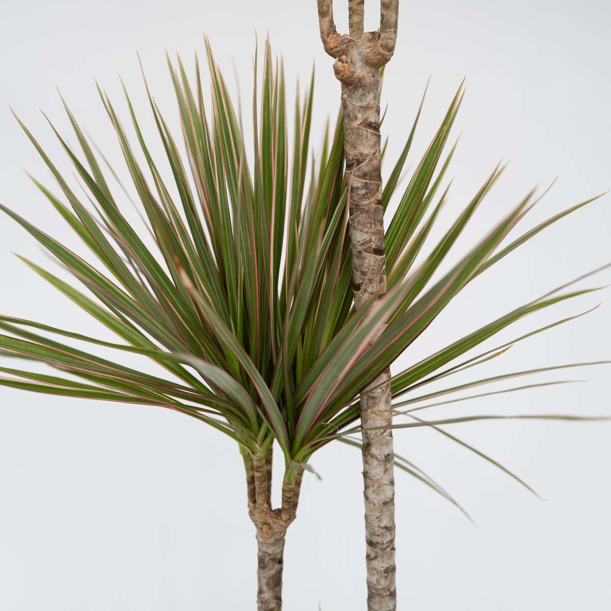 Dracaena Banddracena - Dracaena Marginata 'Bicolor' - Höjd 140-150Cm - ⌀27Cm