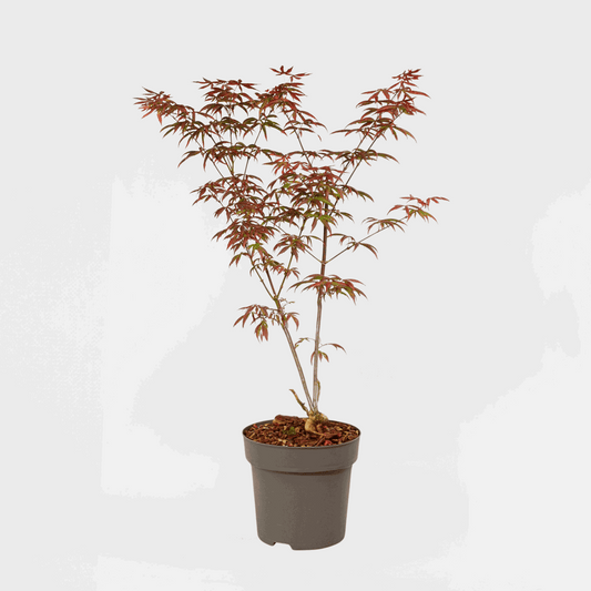 Florastore Japansk Lönn - Acer Palmatum 'Starfish' - Höjd 60-70Cm - ⌀19Cm