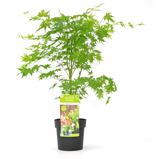 Florastore Japansk Lönn - Acer Palmatum 'Going Green' - Höjd 50-60Cm - ⌀19Cm