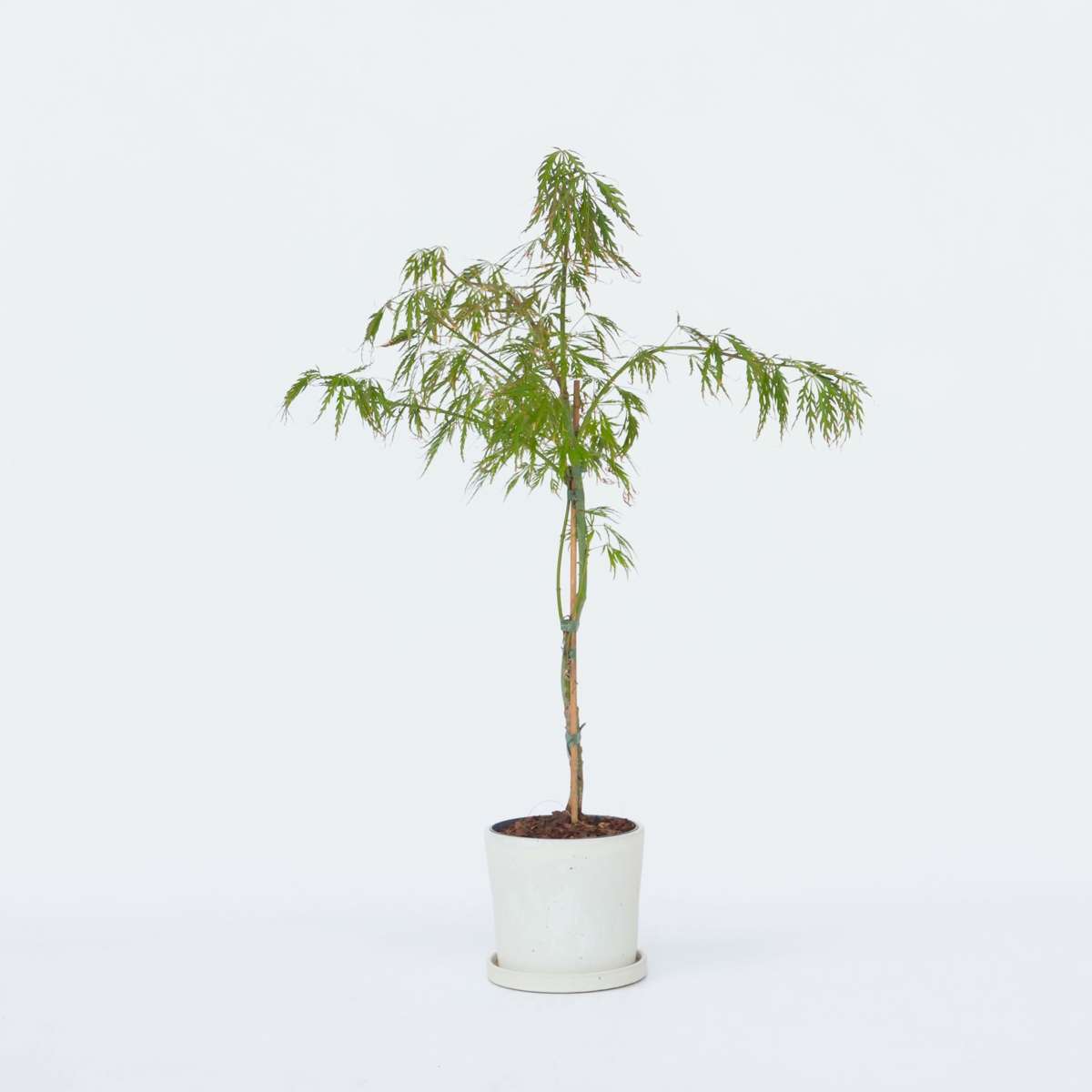 Florastore Japansk Lönn - Acer Palmatum 'Inaba-Shidare' - Höjd 30-40Cm - ⌀13Cm