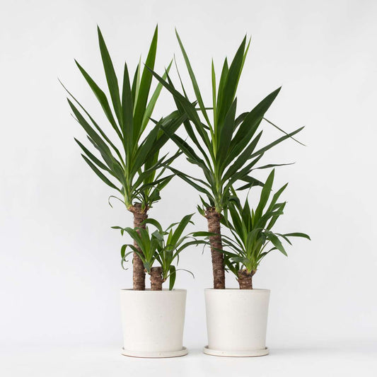 Florastore Jättepalmlilja - Set Om 2 - Yucca Elephantipes - Höjd 70-80Cm - ⌀21Cm