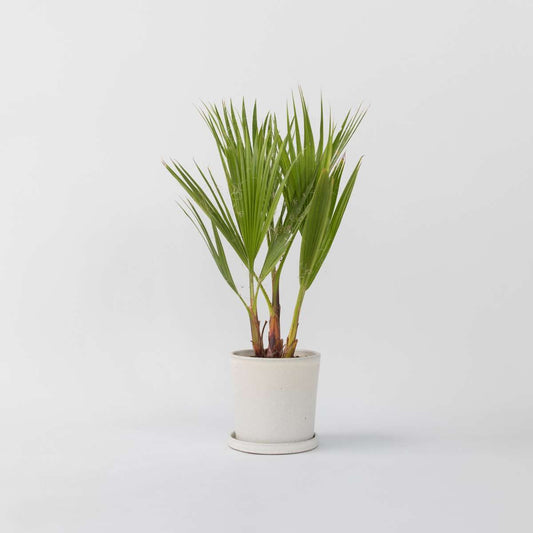 Florastore Fläktpalm - Washingtonia Robusta - Höjd 50-60Cm - ⌀15Cm