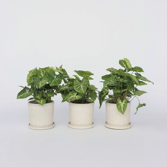 Florastore Pilspetsranka - Set Om 3 - Syngonium Podophyllum 'Pixie' - Höjd 25-40Cm - ⌀12Cm