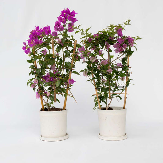 Florastore Stor Trillingblomma - Set Om 2 - Bougainvillea Alexandra - Höjd 50-60Cm - ⌀17Cm