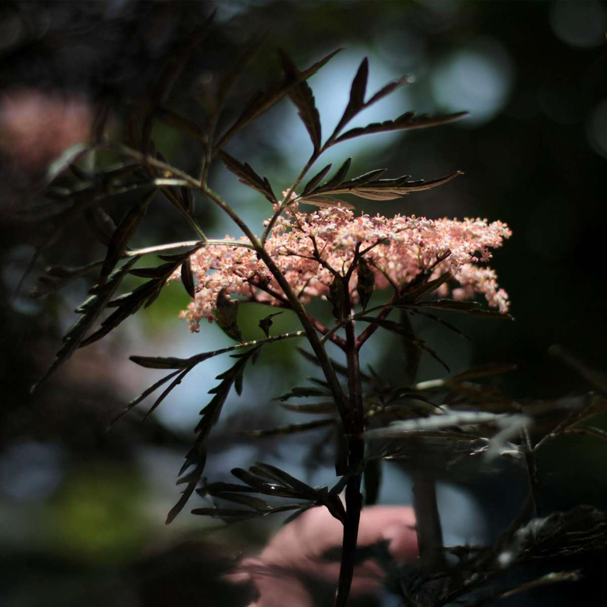 Other Shrubs Purpurfläder - Set Om 2 - Sambucus Nigra 'Black Lace' - Höjd 25-40Cm - ⌀17Cm