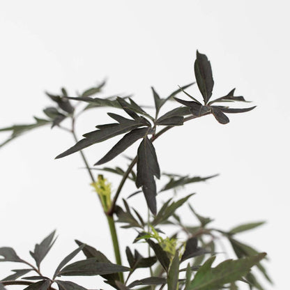 Other Shrubs Purpurfläder - Set Om 2 - Sambucus Nigra 'Black Lace' - Höjd 25-40Cm - ⌀17Cm